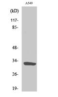 ZIP9 Polyclonal Antibody