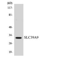 ZIP9 Polyclonal Antibody