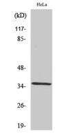 ZIS Polyclonal Antibody