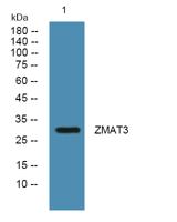 ZMAT3 Polyclonal Antibody