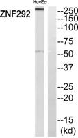 ZN-16 Polyclonal Antibody