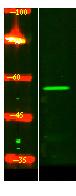 ZN497 Polyclonal Antibody