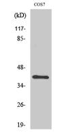 ZNF134 Polyclonal Antibody