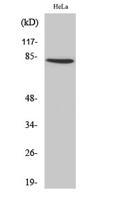 ZNF225 Polyclonal Antibody