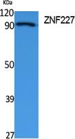 ZNF227 Polyclonal Antibody