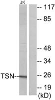 Translin Polyclonal Antibody