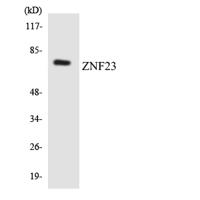 ZNF23 Polyclonal Antibody