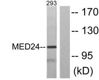 TRAP100 Polyclonal Antibody