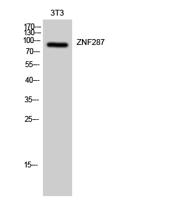 ZNF287 Polyclonal Antibody