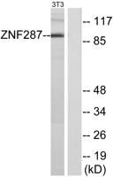 ZNF287 Polyclonal Antibody