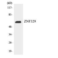 ZNF329 Polyclonal Antibody