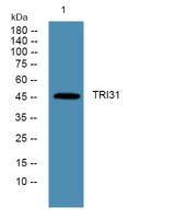 TRI31 Polyclonal Antibody