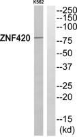 ZNF420 Polyclonal Antibody