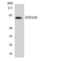 ZNF420 Polyclonal Antibody