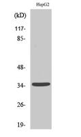 TRI63 Polyclonal Antibody