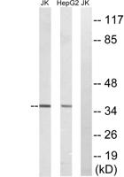 TRI63 Polyclonal Antibody