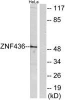 ZNF436 Polyclonal Antibody