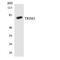 TRIM3 Polyclonal Antibody