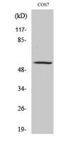 ZNF498 Polyclonal Antibody