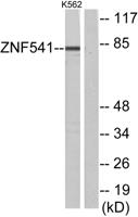 ZNF541 Polyclonal Antibody