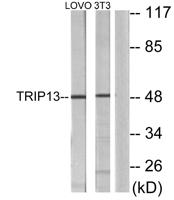 TRIP13 Polyclonal Antibody