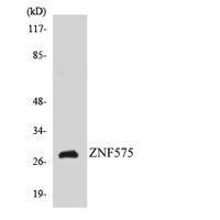 ZNF575 Polyclonal Antibody