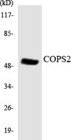 TRIP15 Polyclonal Antibody