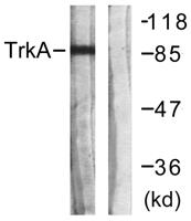 Trk A Polyclonal Antibody