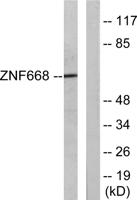 ZNF668 Polyclonal Antibody