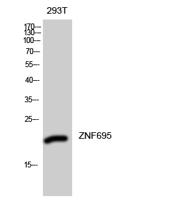 ZNF695 Polyclonal Antibody