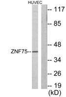 ZNF75 Polyclonal Antibody