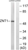 ZnT-1 Polyclonal Antibody