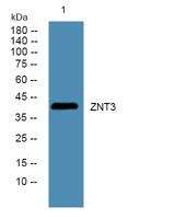 ZNT3 Polyclonal Antibody