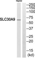 ZnT-9 Polyclonal Antibody