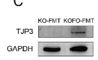 ZO3 Polyclonal Antibody