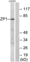 ZP1 Polyclonal Antibody