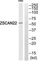 ZSCAN22 Polyclonal Antibody