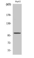 ZZZ3 Polyclonal Antibody