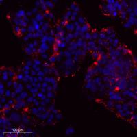 14-3-3 β/ζ Polyclonal Antibody