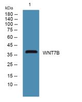 WNT7B Polyclonal Antibody