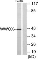 WWOX Polyclonal Antibody