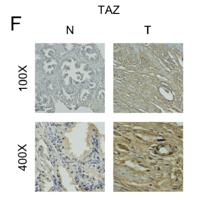 WWTR1 Polyclonal Antibody