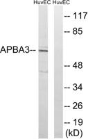 X11γ Polyclonal Antibody