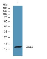 XCL2 Polyclonal Antibody