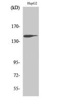 Trk B Polyclonal Antibody