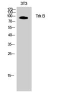 Trk B Polyclonal Antibody