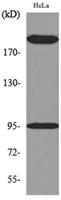 Trk C Polyclonal Antibody