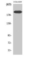 XPG Polyclonal Antibody