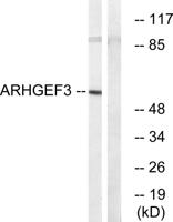 XPLN Polyclonal Antibody