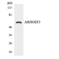 XPLN Polyclonal Antibody